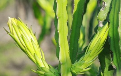 Thương lái Trung Quốc lại thu mua đồ kỳ quái: bông thanh long